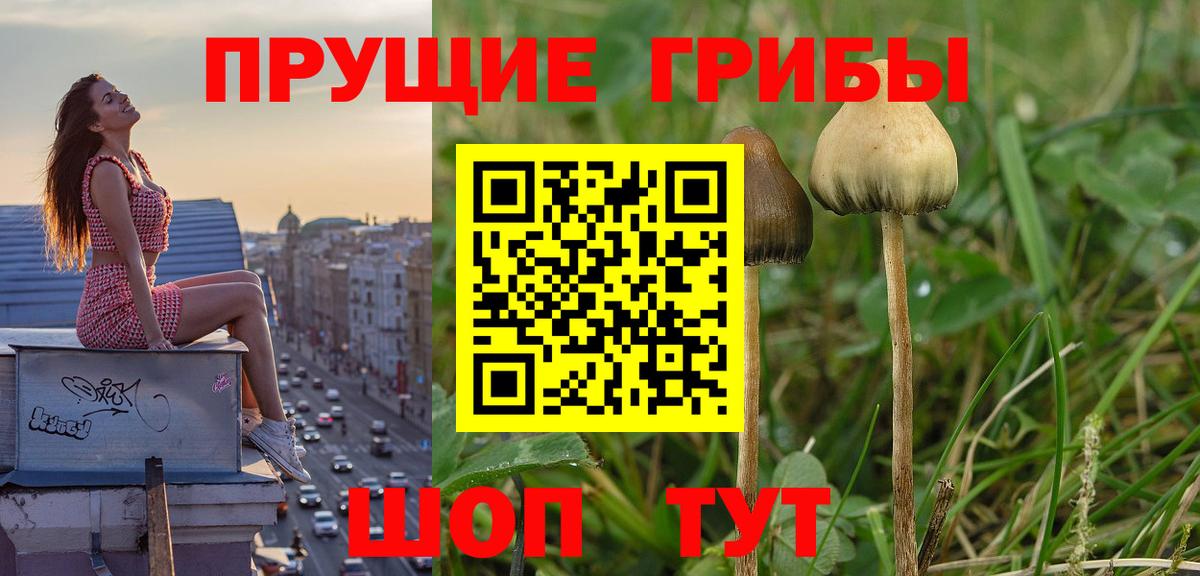 Балахна  Галлюциногенные грибы Psilocybine cubensis  Псилоцибиновые грибы Magic Shrooms  Вход с VPN 